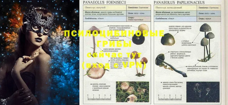 Псилоцибиновые грибы Psilocybine cubensis  Буинск 